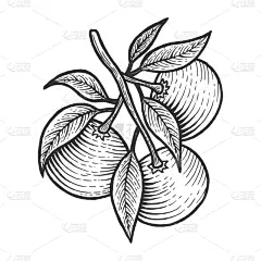 桔子,草图,雕刻图像,柑橘属,橙子,食品,植物,水果,复古,绘制