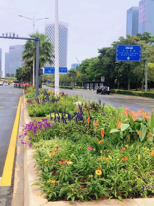 市政道路花境|去年种的，现在看来过于零碎...