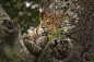 Leopard Cub Lookout by Rudi Hulshof