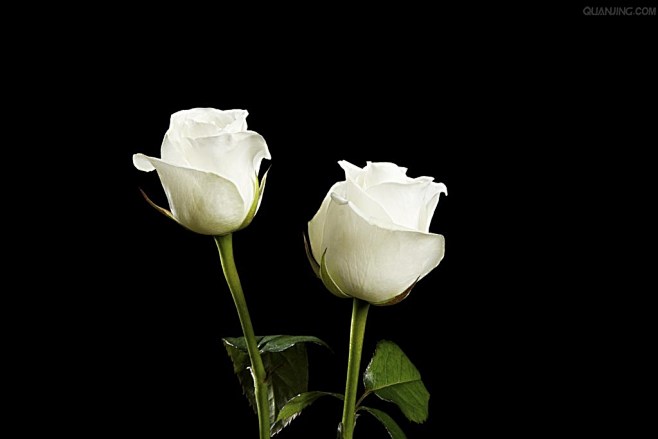 植物；玫瑰；玫瑰田；玫瑰花；白玫瑰 红玫...