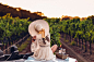 Napa Travel Diary: Sunset Picnic | VivaLuxury : Today, I wanted to share yet another post from Napa Valley. This last trip to Napa was probably one of our favorite trips up there of all time. We truly got to relax, taste delicious wine, eat some good food