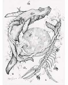 鲸鱼骨骼手绘图片