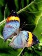 【生态微距】133张蝴蝶摄影图片