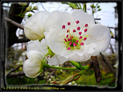 为爱守望采集到梨花朵朵开