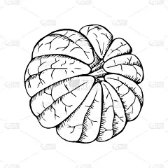 去皮柑橘。橘子片，柠檬橙，葡萄柚，手绘黑色轮廓涂鸦速写。彩色的书。股票矢量插图孤立在白色背景