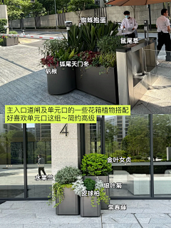 -董董丫-采集到花箱植物