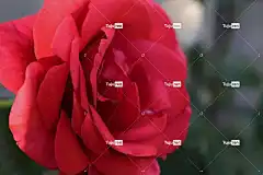 红色玫瑰天鹅绒 花卉背景 花 花瓣 花壁纸 盛开 美丽的花朵 春天