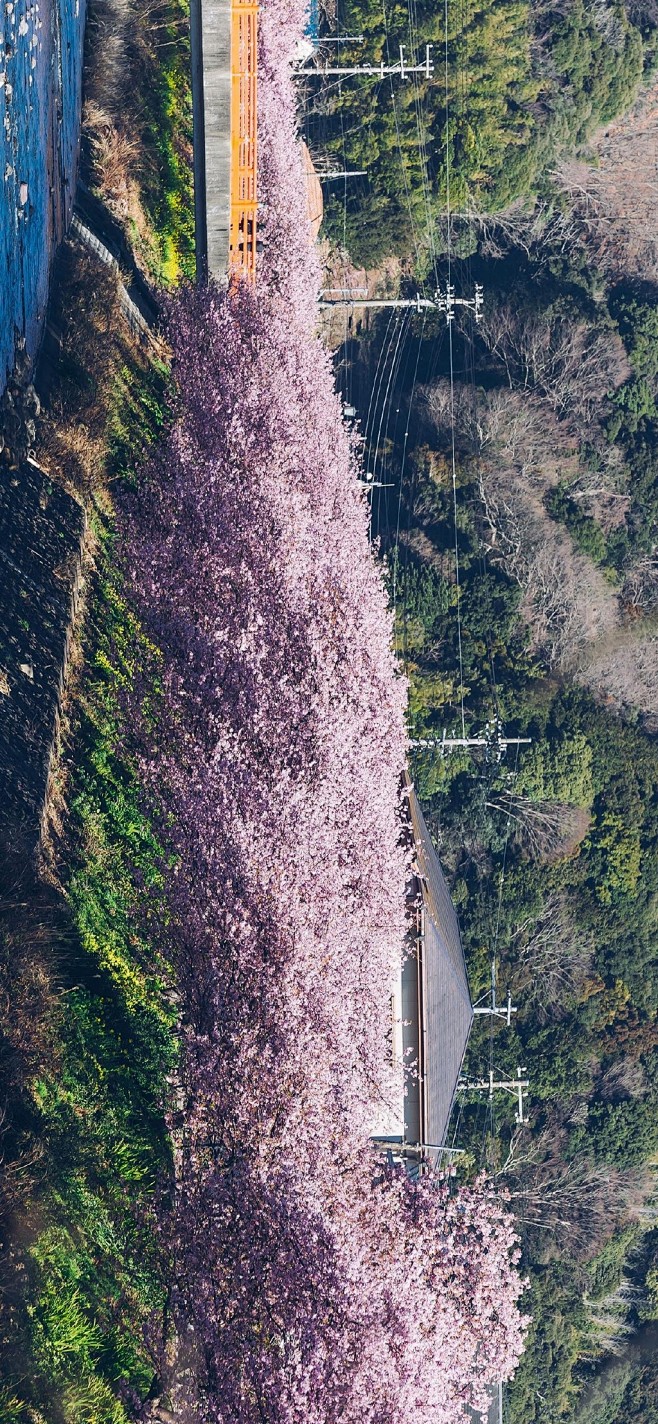 浪漫樱花日式风景高清手机壁纸