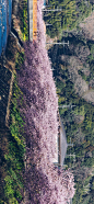 浪漫樱花日式风景高清手机壁纸