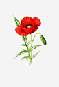 罂粟花