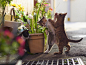 推上那位拍摄跃动的猫咪的摄影师sakata_77又有新作品了！吃我一击喵喵拳٩(๑•ㅂ•)۶