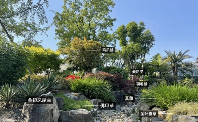 植物配置实景 (85)