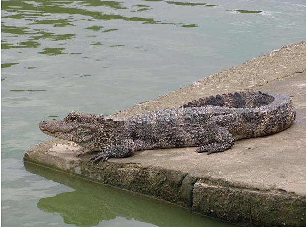 扬子鳄，Alligator sinensis （Fauvel,1879），古代被称作鼍（tuó）