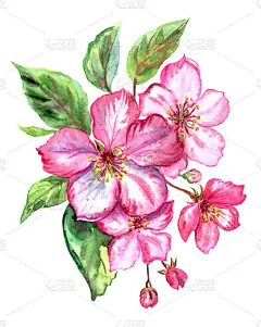 红苹果花绽放