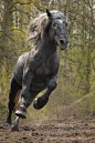 Even tougher than the Friesians, the Percheron war horses could accommodate the heavier armour of the later Medieval period.: 