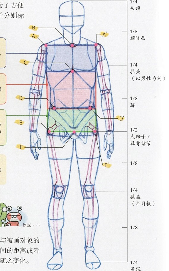 艺用动态解剖 人体结构