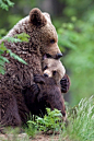 Bear Hug