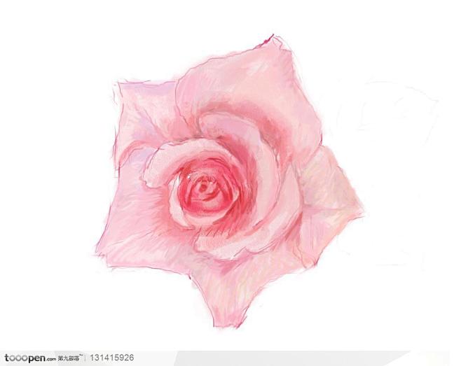 用彩色线条勾勒出来的手绘即将开完的粉玫瑰...