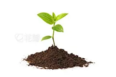Young seedling growing out of soil over a white background