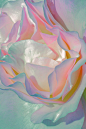 Behance 上的 Mother of Pearl