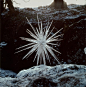 @RoerfGerbang
“Ice Star”，1987


Andy·Goldsworthy ​​​