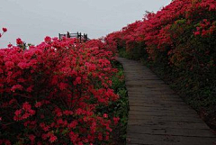 北冥有鱼919采集到花海景观