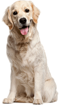 可爱宠物狗各种狗狗犬类动物高清PNG素材