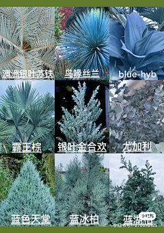 H-种植设计采集到花境植物