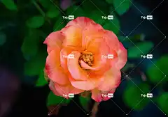 花 玫瑰 盛开 自然 花壁纸 开花 粉色的 玫瑰花 紫色的