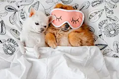点击来源直接获取大图文件 |Cute, funny red pomeranian female puppy lying on back in sleeping mask together with chihuahua male on pillows on sofa covered by blanket. Good night. Lovely couple. Dogs resting. Pets. Unity. Animals