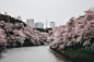 Tokyo tower & Cherry blossoms by Yoshiro Ishii on 500px