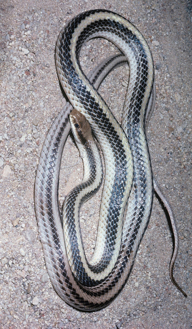 新蛇亚目眼镜蛇科西部片鼻蛇