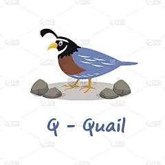 给孩子们用孤立的动物字母，Q代表鹌鹑