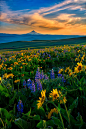 breathe-and-meditate: open-minded-child: ... - Some people feel the rain. Others just get wet. : breathe-and-meditate:
“open-minded-child:
“ wowtastic-nature:
“ Columbia Hills Spring by  Michael Brandt on 500px.com
” ”