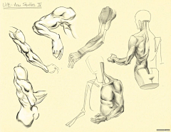 Ni懂否采集到百家人体结构画法 之 手臂