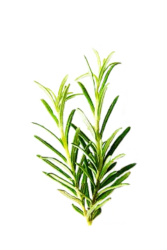 迷迭香, 孤立, 中药, 绿色, 叶, 成分, 香料, 草药, 设计, 植物, 调味品, 调料, 烹饪