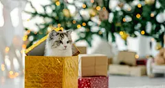 点击来源直接获取大图文件 |圣诞节时的布偶猫