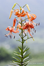 Photograph tiger lily.,.참나리 by  Dae hee - LEE & JAMES-CORY on 500px