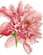 Peony - Natural History Museum greeting card