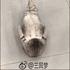 觉醒”采集到萌宠