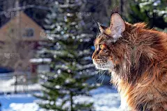 窗外有只缅因猫，侧视图。冬天的一天，乡下房子里，一只毛茸茸的猫在白雪覆盖的背景上_5093742684