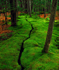 苔溪，沙漠岛，缅因州
Moss Creek, Desert Island, Maine