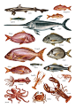 Aegean Fish Illustrations-爱琴海鱼插图-这是希腊传统酒馆餐厅退出的示意图插画，旨在告知消费者发现鱼，强调对茴香酒的饮酒文化封面大图