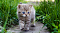 General 1920x1080 cats kittens outdoors blue eyes grass plants animals animal eyes mammals