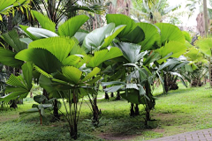 小飞废采集到热带植物单体