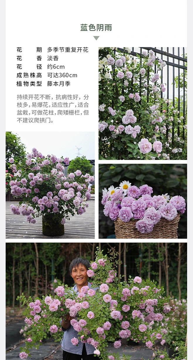 海蒂的花园海妈家夫人蓝色阴雨龙沙冰山爆花攀援爬藤拱门花墙月季-淘宝网-花瓣网