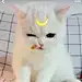 小猪pEIQi