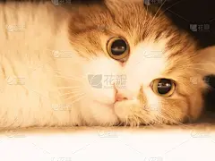 猫,沮丧,被抛弃的,可爱的,加菲猫,肖像,橙色,好奇心,动物耳朵,衰退