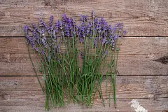 熏衣草花在古老的木制背景上。