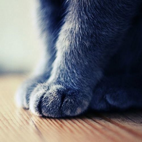 治愈系图片：萌萌的猫爪图片 (7)